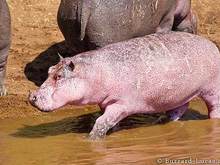 Pink Hippo in Kenya.jpg