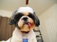 meatball