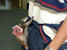 squirtel2.jpg