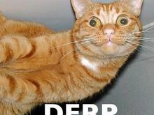 derp Cat