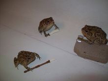 battletoads