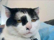 boredcat