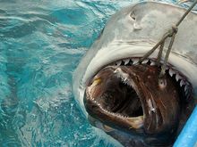 fish In shark