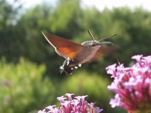 hawkmoth