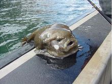 malkin fish