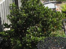 gardenia1