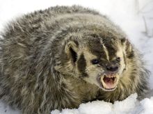 wolverine