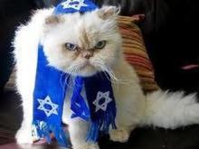 hebrew Cat