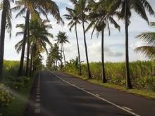 best Pic palm trees road