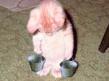 SPCA_1.jpg