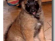 belgian shepherd 2