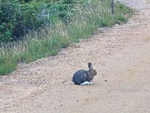 ^8-8-2023.   Snowshoe rabbit on dirt Old Fall River Road.