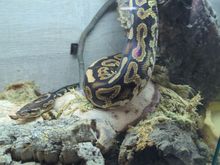 This is Monty my Royal Python 