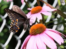 Black Swallowtail