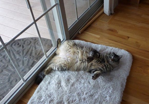 5-19-2018.  Hey!  Why are you looking at those dumb birds!?  Look at my furry belly!