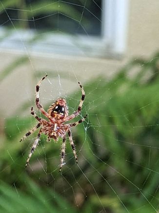 ^10-19-2023.  Day time spider.