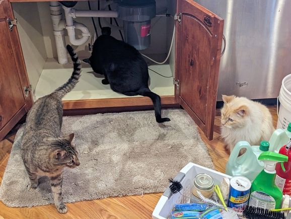 ^1-7-2024.  Maury, inspector Atticus and Saint.