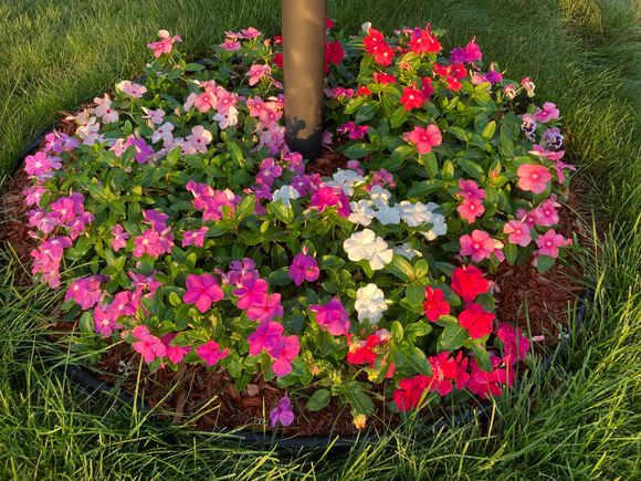 Trailing vinca did well around the lamppost. They love heat. We’ve had heat 