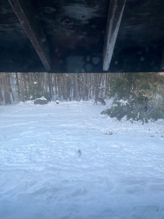 Had a couple of young visitors this morning. Other pic didn’t come out well unfortunately had to take it from inside didn’t want to scare them away.