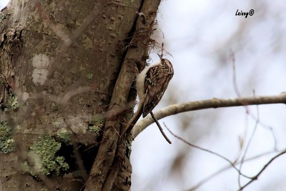 Brown Creeper