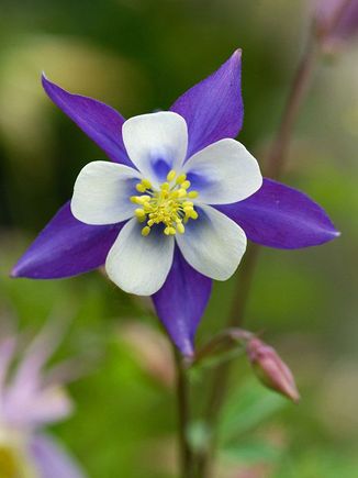 Columbines bloom in pastel shades of blue, violet, red, yellow and white. There are 70 species of columbines in the world and about 1/3 are native to North America. Colorado specifies the white and lavender Rocky Mt. Columbine which has blue-violet petals and spurs, a white cup and yellow center. Blue is a symbol of the sky, white represents snow, and yellow symbolizes Colorado's gold mining history.