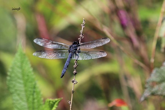 Love the color of the dragonfly and the background too