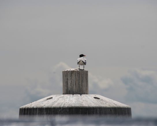 The Guardian!  Looking out from the Jamestown-Scotland Ferry, sitting on a pillar.