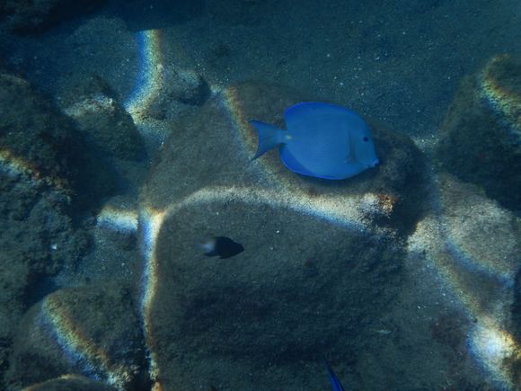 Blue Fish