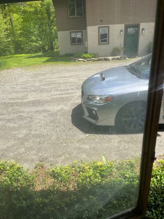 I think this chipmunk has a deathwish (look at the hood scoop)