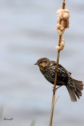 Female Red Winged Blackbird