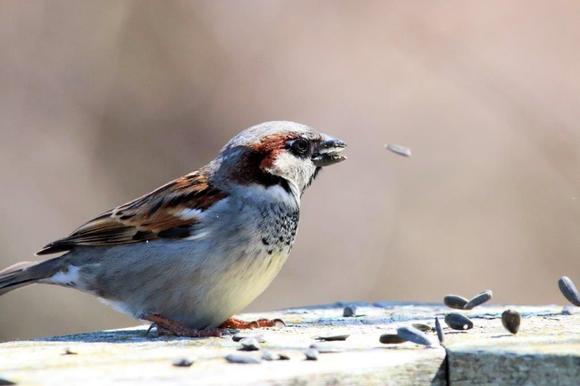 The shell of the seed is in the air, and some of the seeds on the railing moving from the wind.