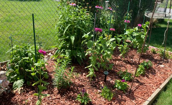 View of flower garden 