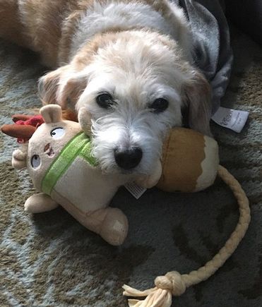 Coconut resting her head on toy