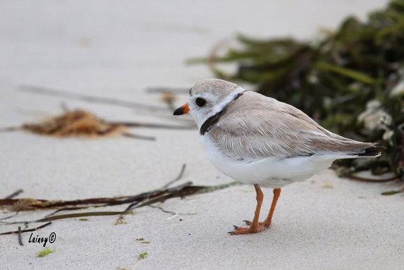 Piping Plover, Male
