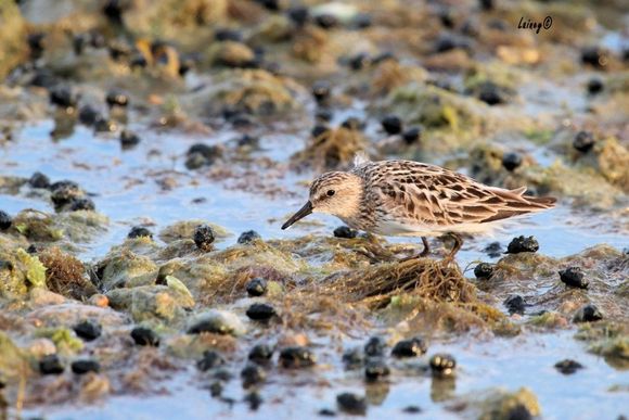 Semi palmated sandpiper (I think)