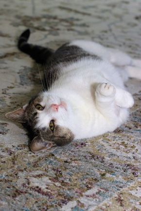 Playful