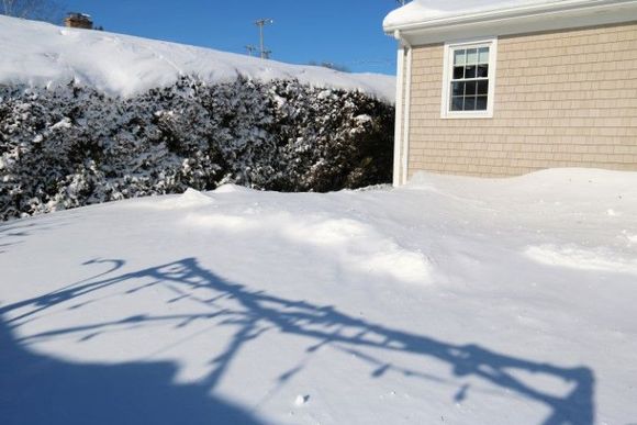 Back yard