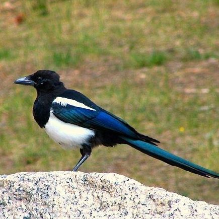 Magpie image.  