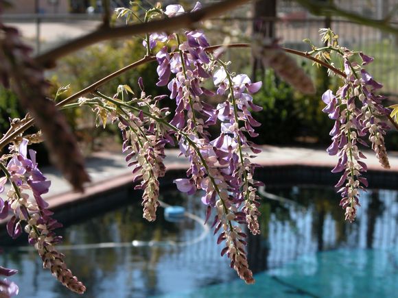 Wisteria, 3-17-04.JPG