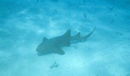 Shark Ray Alley revisited