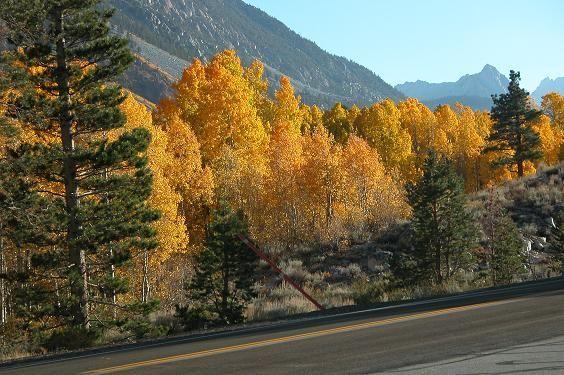 Aspens 10-8-04.JPG
