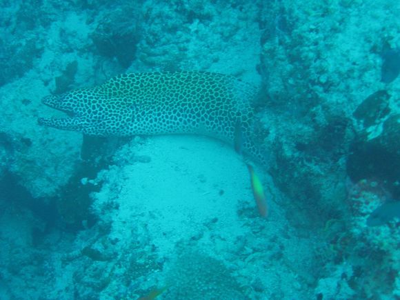 honeycomb moray.JPG