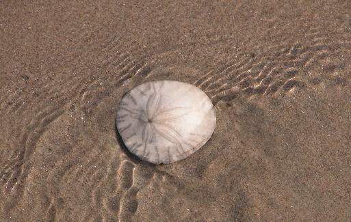 Sand dollar