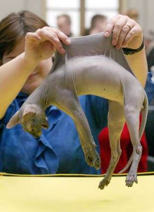 shaved pussy2