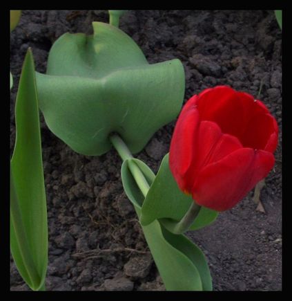 redtulip.jpg