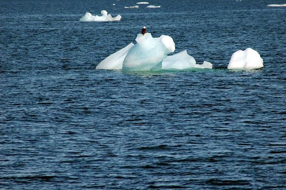 bald_eagle_on_ice_full.jpg