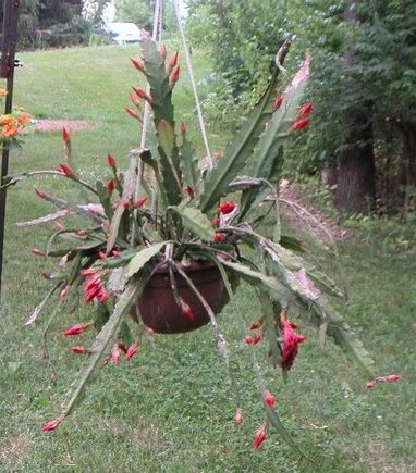 cactus1.jpg