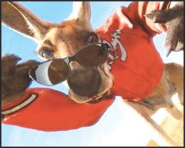 Kangaroo
