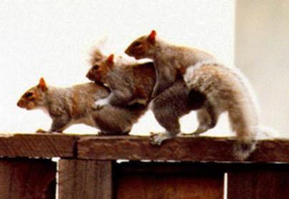 Squirrel3way.jpg