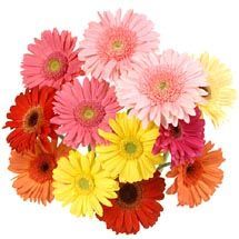 gerbera bouquet